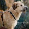 Wonneproppen Lapo sucht Zuhause