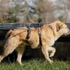 Wonneproppen Lapo sucht Zuhause