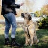 Wonneproppen Lapo sucht Zuhause