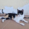 Junge Katze mit Charakter .... Mia