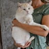 Traumkater Arturo sucht Zuhause