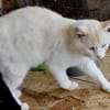 Traumkater Arturo sucht Zuhause