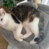 Neues Zuhause für Kisa und Taiga gesucht
