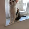 Neues Zuhause für Kisa und Taiga gesucht
