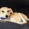 Hundekind sucht Bestplatz