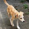 Hundekind sucht Bestplatz
