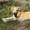 Hundekind sucht Bestplatz