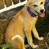 Hundekind sucht Bestplatz