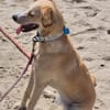 Zara❤ sucht ihr Zuhause