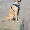 Zara❤ sucht ihr Zuhause