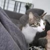 Verschmuste Katze Bibe