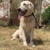 Luna (6) wartet auf ihre Menschen