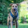 Familienhund sucht ihre Menschen
