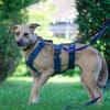 Familienhund sucht ihre Menschen