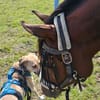 Familienhund sucht ihre Menschen