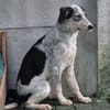 MALOU-wunderhübsche Jung-Hündin,43 cm