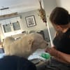 Merlino:-Darf ich Sie verzaubern?-
