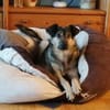 Soziale Hundeoma KATE sucht ♥