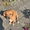 freundliche Hündin sucht Schmuseplatz