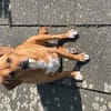 freundliche Hündin sucht Schmuseplatz