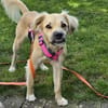Toller Familienhund sucht ein Zuhause
