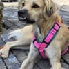 Toller Familienhund sucht ein Zuhause