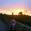 wunderschöne kline Rosi im Mammendorf