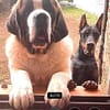 DRAGO - ein junger Bernhardiner ......
