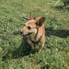 Jeanie sucht ein Zuhause