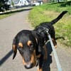 🐾💛  Luxi 🐾💛 sucht sein Zuhause