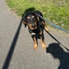 🐾💛  Luxi 🐾💛 sucht sein Zuhause