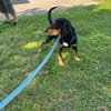 🐾💛  Luxi 🐾💛 sucht sein Zuhause
