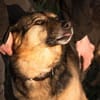 Ruhiges Zuhause für Senta gesucht