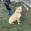 Freundlicher Familienhund - Kinderlieb