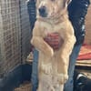 Freundlicher Familienhund - Kinderlieb