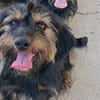 Liebenswerter Zulu sucht Zuhause