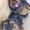 Liebenswerter Zulu sucht Zuhause