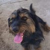 Liebenswerter Zulu sucht Zuhause