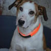 🧡LEWENT - GUCK MAL WIE TOLL ICH BIN!🧡