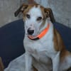 🧡LEWENT - GUCK MAL WIE TOLL ICH BIN!🧡
