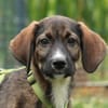 Chiko - auf der Suche nach Geborgenheit