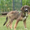 Chiko - auf der Suche nach Geborgenheit