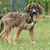 Chiko - auf der Suche nach Geborgenheit