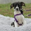 Maja sucht liebevolles zu Hause...