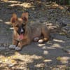 Fifi + Bondarel, Dreamteam sucht Familie