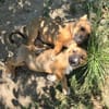 Fifi + Bondarel, Dreamteam sucht Familie