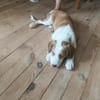 Welpe Archi sucht festes Zuhause