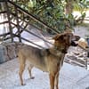 Fina, kleine Hundeseele voller Liebe