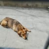 Fina, kleine Hundeseele voller Liebe