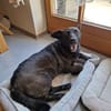 kinderliebe Lyssa sucht ihr Zuhause